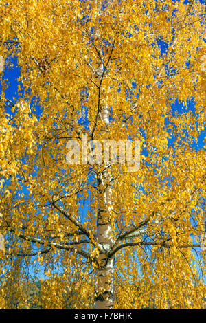 Yellow birch leaves in the Autumn Stockfoto