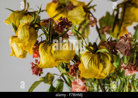 trockene gelbe Rosen auf weißem Hintergrund Stockfoto