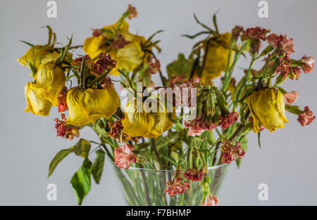 trockene gelbe Rosen in einer Vase auf einem weißen Hintergrund Stockfoto