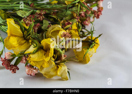 Trockene gelbe Rosen auf weißem Hintergrund Stockfoto