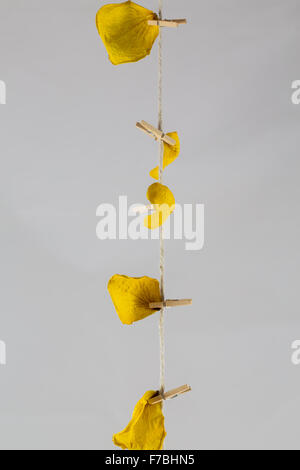 trockene gelbe Rosen und Jute Bindfäden auf weißem Hintergrund Stockfoto