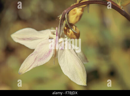 Eine Nahaufnahme der schönen blass rosa Blüte Aquilegia auf grünem Hintergrund. Stockfoto