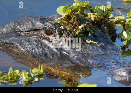 Amerikanischer Alligator (Alligator Mississippiensis) verstecken sich in Wasser Unkraut, Brazos Bend State Park, Needville, Texas, USA. Stockfoto