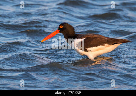 Amerikanischer Austernfischer (Haematopus Palliatus) auf der Küste des Ozeans, Galveston, Texas, USA. Stockfoto