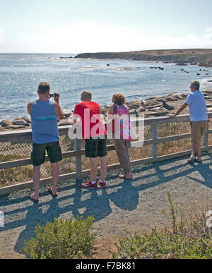 Besucher dieser Seite von See-Elefanten am Point Piedras Blancas Strand sonnen sich in der Nähe von San Simeon an der zentralen Küste Kaliforniens. Stockfoto