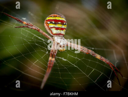 Langbeinige Fliege (Austrosciapus Connexus) sitzt auf einem Blatt Stockfoto