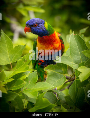 ein einzelnes Lorikeet in einem Baum Stockfoto