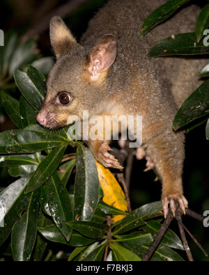 Pinsel-tailed Possum im Baum Stockfoto