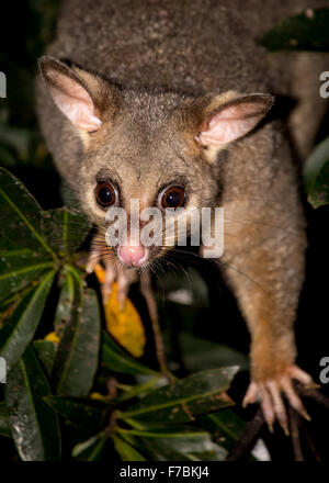 eine Bürste-tailed Possum im Baum Stockfoto