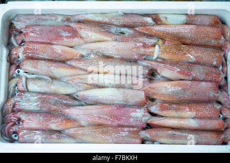 Squid für Verkauf in den Tsukiji-Fischmarkt in Tokio Japan Stockfoto