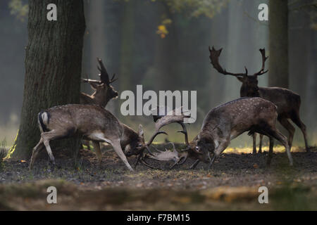 Damhirsche ( Dama dama ), die in hartem Kampf während der Rastzeit inmitten von Mischwäldern stehen, kümmern sich um ihren Augenkontakt, Europa. Stockfoto