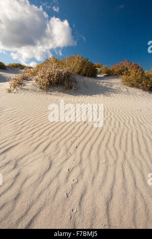 Capo Comino, Siniscola, Sardinien, Italien, 10/2012. Sanddünen hinter Comino Kap Strand. Stockfoto