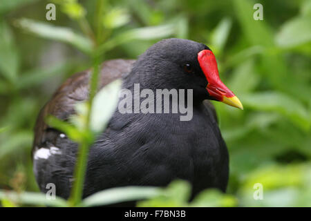 Erwachsenen Teichhuhn in Arundel Wildfowl & Feuchtgebiete Vertrauen, West Sussex, Großbritannien Stockfoto