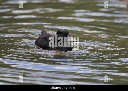 Drake gemeinsame Scoter in Arundel Wildfowl & Wetlands Trust, West Sussex, Großbritannien Stockfoto