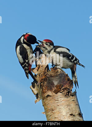 Männlichen großen beschmutzt Specht Dendrocopos major, Fütterung juvenile auf Baumstumpf im Garten in Lancashire, UK Stockfoto