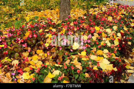 Kecskemet Stadt Ungarn Herbst Farben Innenstadt Blätter und Blüten Stockfoto