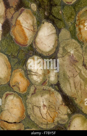 Fossile Stromatolithen, "Kambaba Jasper", Madagaskar, Nahaufnahme von polierten Querschnitt Stockfoto