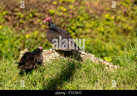 Ohrengeier-faced Vulture (Aegypius Tracheliotus Sy Torgos Tracheliotus), freilebende, Santa Clara, Kuba, Nord-Amerika Stockfoto