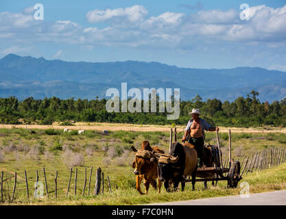 Cowboy mit Rindern auf der Autobahn, Palmarejo, Kuba, Nord-Amerika, Kuba, Sancti Spíritus montiert Stockfoto