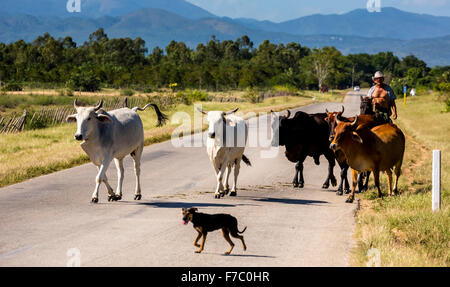 Cowboy mit Rindern auf der Autobahn, Palmarejo, Kuba, Nord-Amerika, Kuba, Sancti Spíritus montiert Stockfoto