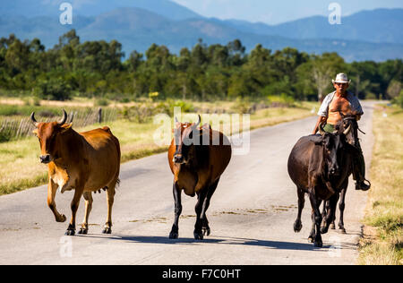 Cowboy mit Rindern auf der Autobahn, Palmarejo, Kuba, Nord-Amerika, Kuba, Sancti Spíritus montiert Stockfoto