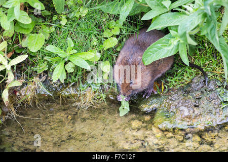 Europäische Wasser-Wühlmaus (Arvicola Amphibius) Essen ein Blatt zu Federwild und Feuchtgebiete Vertrauen, Arundel, West Sussex, UK Stockfoto