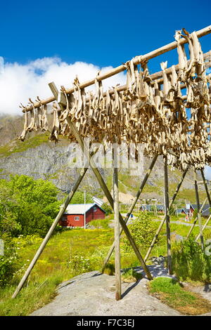 Trocknung von Stockfisch, Lofoten Inseln, Norwegen Stockfoto