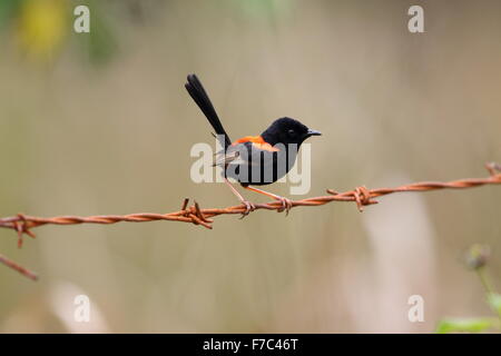 Red-backed Staffelschwanz (Malurus Melanocephalu) in Australien Stockfoto