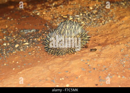 Short‐beaked Echidna (Tachyglossus Aculeatu) in Australien Stockfoto