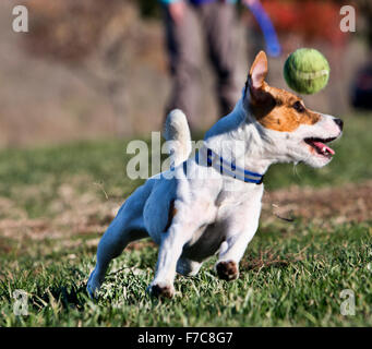 Ball mit einem Jack Russell abrufen Stockfoto