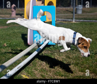 Jack Russell Terrier zeigt seine Sachen Stockfoto