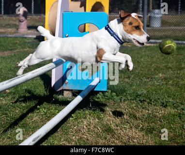 Jack Russell Terrier zeigt seine Sachen Stockfoto