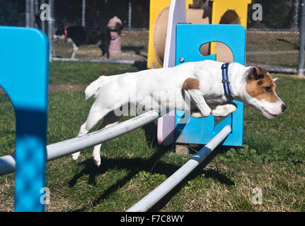 Jack Russell Terrier zeigt seine Sachen Stockfoto