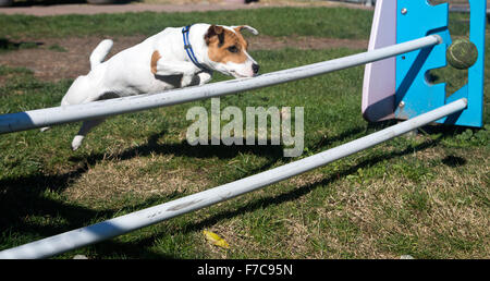 Jack Russell Terrier zeigt seine Sachen Stockfoto