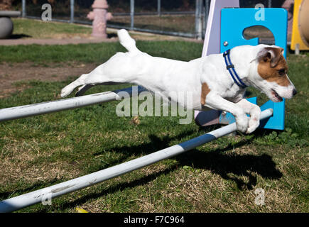 Jack Russell Terrier zeigt seine Sachen Stockfoto