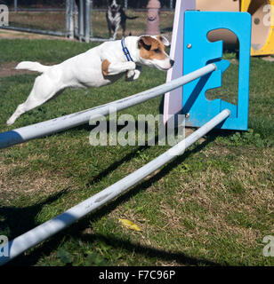 Jack Russell Terrier zeigt seine Sachen Stockfoto