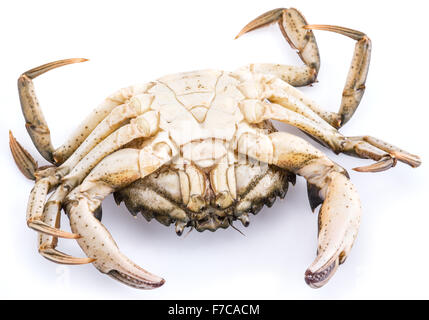 Carcinus Maenas-essbare lebendig Krabbe isoliert auf einem weißen Hintergrund. Stockfoto