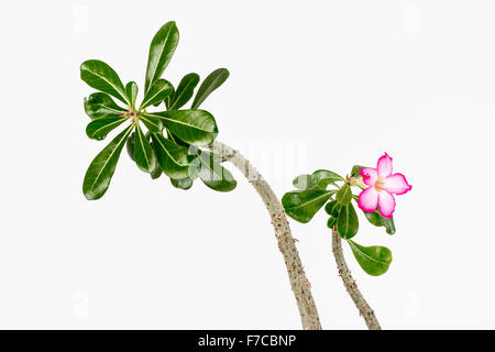 Adenium Obesum grünen Topfpflanzen blühende Pflanzenart in der Familie Definitionen, Lobelia. Stockfoto