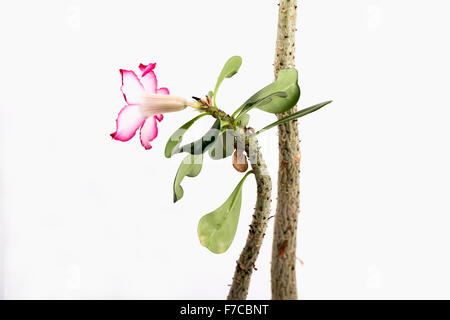 Adenium Obesum grünen Topfpflanzen blühende Pflanzenart in der Familie Definitionen, Lobelia. Stockfoto