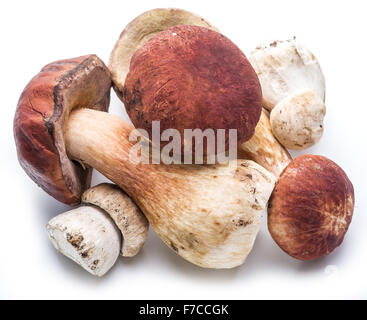 Steinpilze, isoliert auf einem weißen Hintergrund. Stockfoto