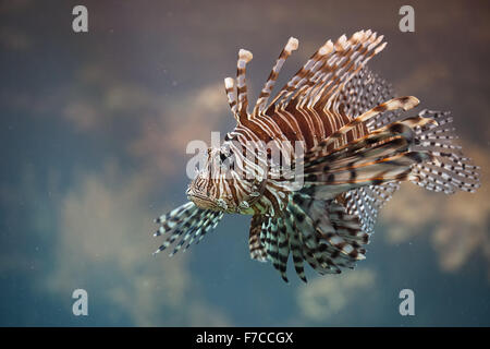 Rot Rotfeuerfisch (Pterois Volitans), giftige, Coral Reef Fisch Stockfoto