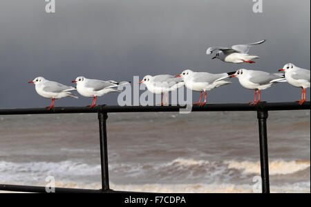 Schwarzer Kopf Möwen vor starkem Wind. Stockfoto