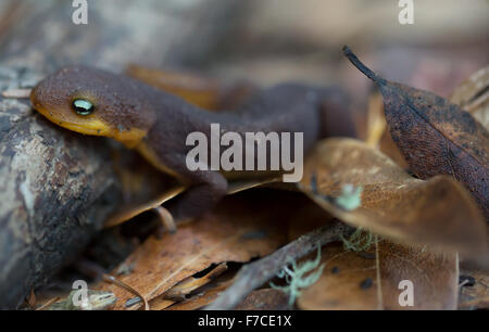 Rau-enthäuteten Newt (Taricha Granulosa) kriechen auf Blätter Stockfoto