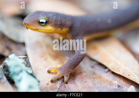 Rau-enthäuteten Newt (Taricha Granulosa) kriechen auf den Blättern. Stockfoto