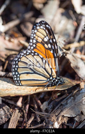 Monarch butterfly thront auf einem trockenen Blatt Stockfoto