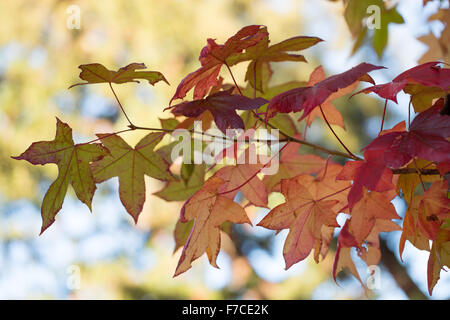 Ahorn-Baum-Blätter Stockfoto