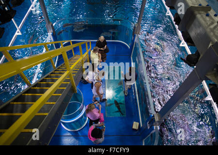 Dubai Aquarium und der Unterwasser Zoo, Teil der Dubai Mall in Dubai, Vereinigte Arabische Emirate. Stockfoto