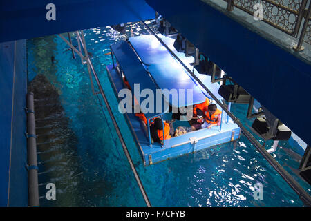 Dubai Aquarium und der Unterwasser Zoo, Teil der Dubai Mall in Dubai, Vereinigte Arabische Emirate. Stockfoto