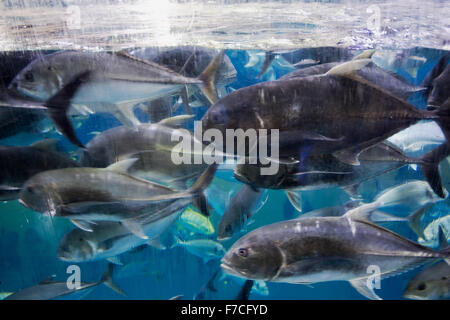 Dubai Aquarium und der Unterwasser Zoo, Teil der Dubai Mall in Dubai, Vereinigte Arabische Emirate. Stockfoto