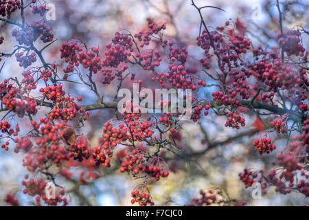 Thornapple roten Weißdornbeeren gegen blauen Himmel Crategus monogyna Stockfoto